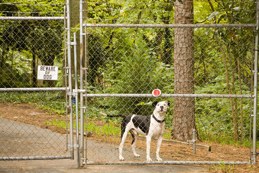 7 reasons invisible fences might fail to protect pets